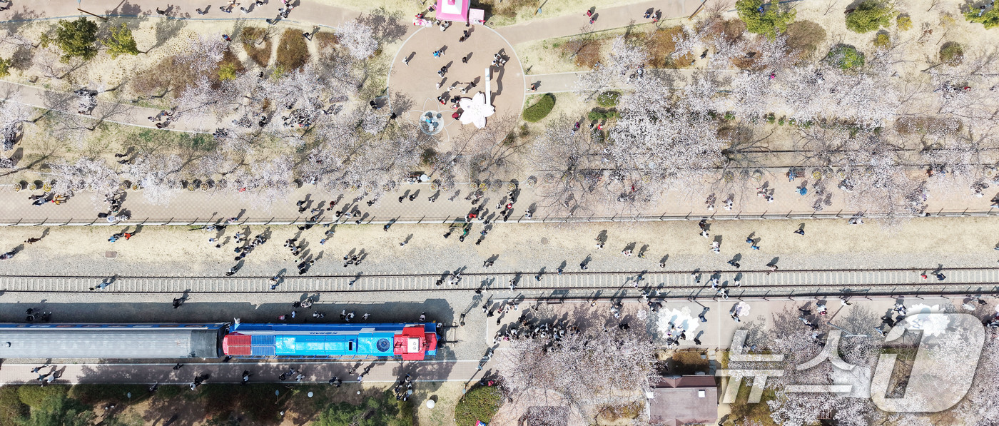 (창원=뉴스1) 윤일지 기자 = 전국 최대 벚꽃 축제인 '제64회 진해군항제'가 열리고 있는 29일 경남 창원 진해구 경화역공원에서 관광객들이 벚꽃을 감상하고 있다.  2026.3 …