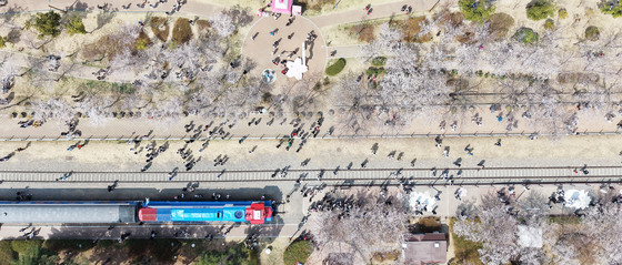 벚꽃 가득한 경화역공원