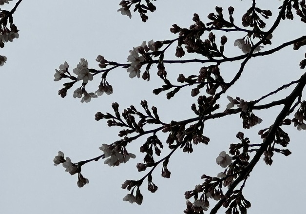 서울 벚꽃 '공식' 개화…지난해보다 6일 빨리 피었다