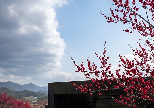 대구 사유원, 15만 평 수놓는 4색 매화… 5일부터 축제
