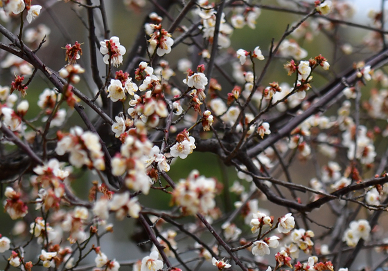 [오늘의 날씨]대구·경북(4일, 수)…큰 일교차, 낮 최고 9~14도