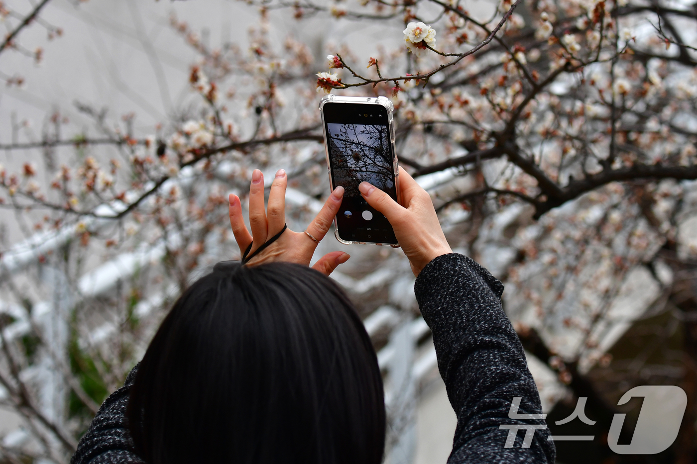 (포항=뉴스1) 최창호 기자 = 3일 오전 경북 포항시청사 화단에서 출근길에 나선 한 시민이 휴대폰으로 매화꽃을 촬영하고 있다.  2026.3.3/뉴스1