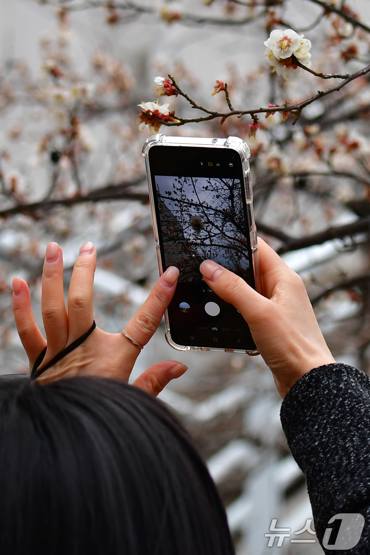 (포항=뉴스1) 최창호 기자 = 3일 오전 경북 포항시청사 화단에서 출근길에 나선 한 시민이 휴대폰으로 매화꽃을 촬영하고 있다.  2026.3.3/뉴스1