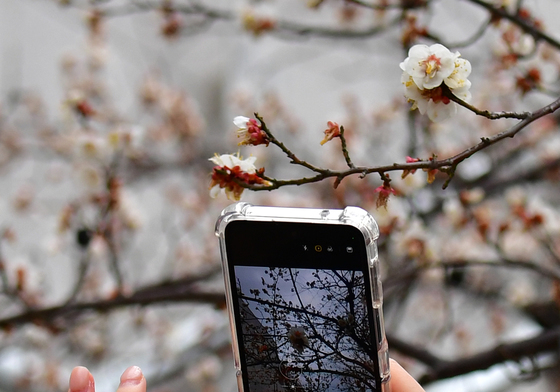 매화 사진 남기는 시민