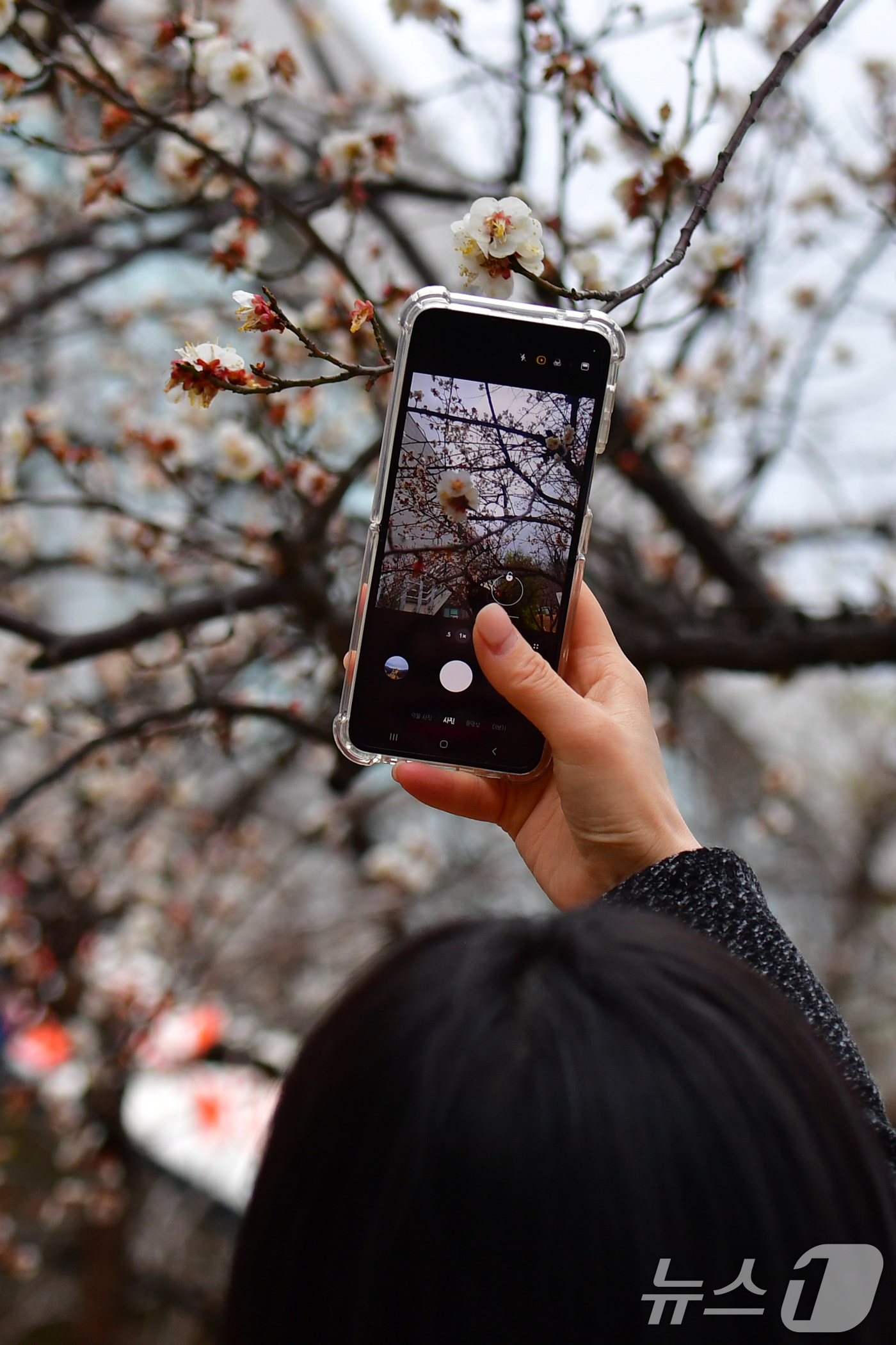 (포항=뉴스1) 최창호 기자 = 3일 오전 경북 포항시청사 화단에서 출근길에 나선 한 시민이 휴대폰으로 매화꽃을 촬영하고 있다. 2026.3.3/뉴스1