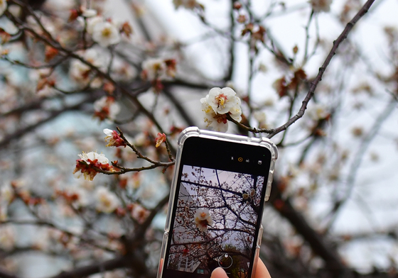 스마트 폰에 담긴 매화꽃