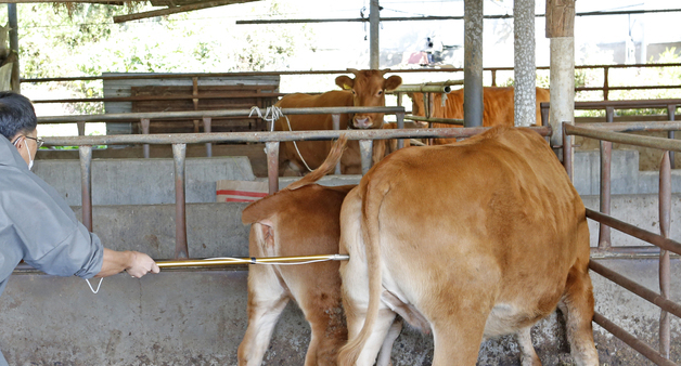 임실군, 15일까지 소·염소 구제역 백신 일제 접종