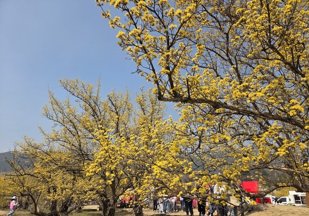 화이트데이에 개막하는 구례산수유꽃축제…"감성 테마 다양"