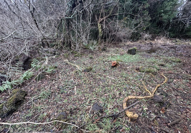 "제주시 소나무재선충병 방제 과정서 희귀식물 훼손"