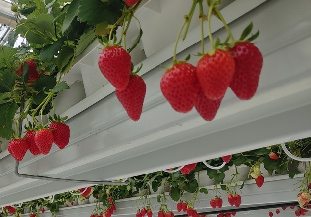 밀양 대표 특산물 '밀양딸기' 농산물 지리적표시 등록