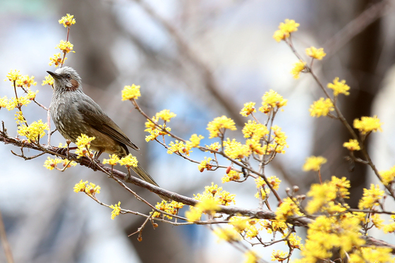 [오늘의 날씨] 부산·경남(10일, 화)…최저 -3도 '쌀쌀', 큰 일교차