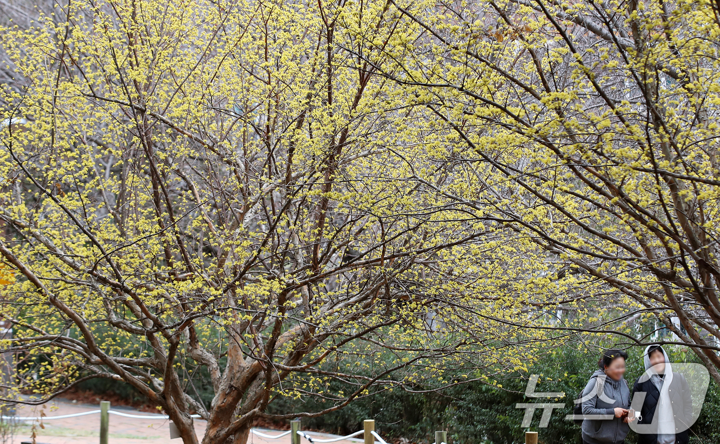 (부산=뉴스1) 윤일지 기자 = 만물이 겨울잠에서 깨어난다는 절기상 경칩(驚蟄)을 이틀 앞둔 3일 부산 수영구 수영사적공원에 산수유 꽃이 활짝 펴 눈길을 끌고 있다.  2026.3 …