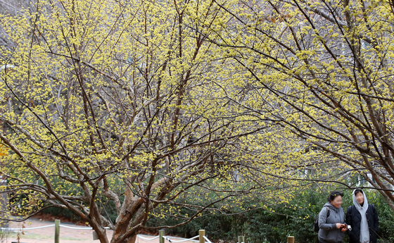 노란 산수유 활짝