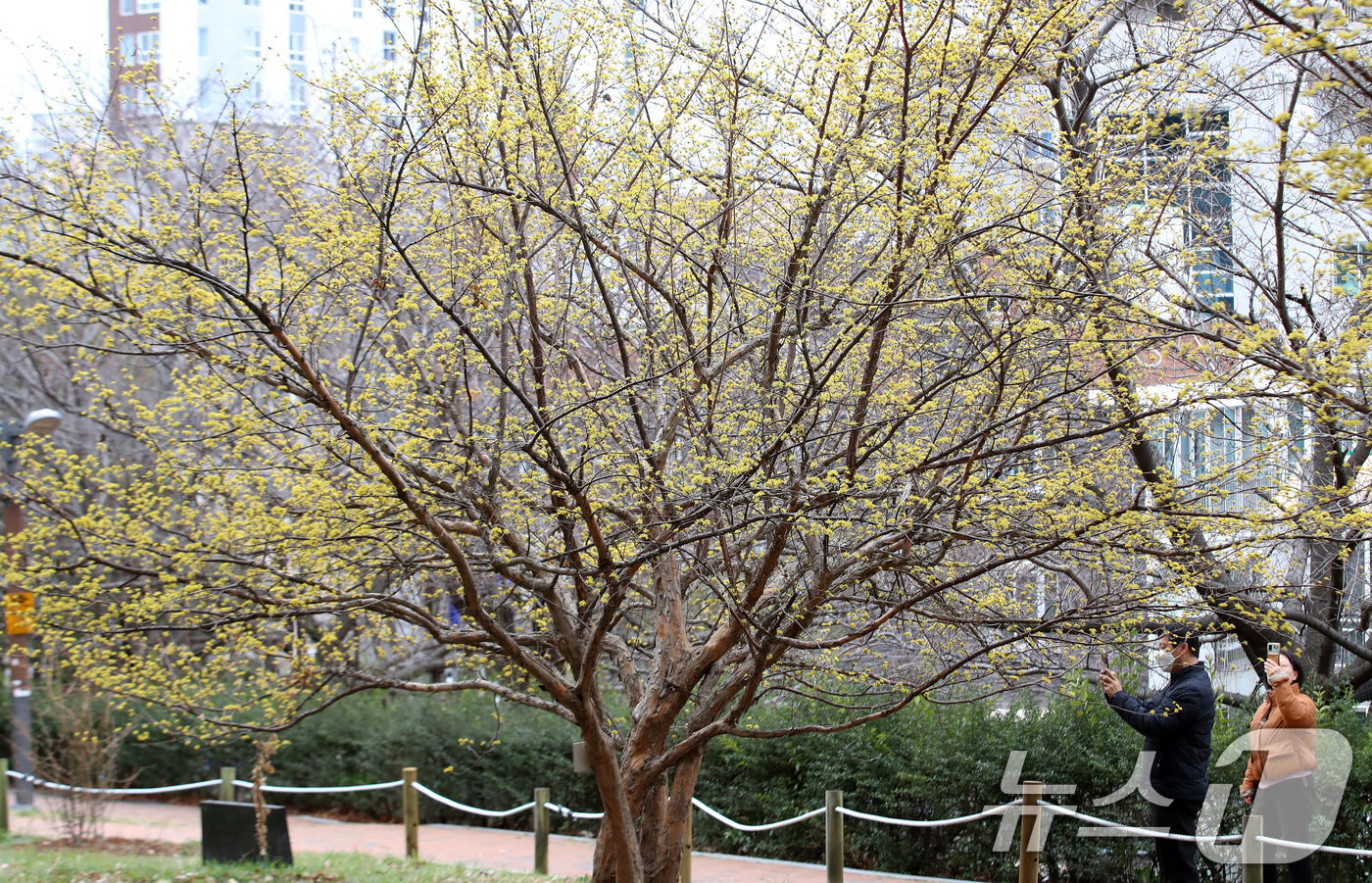 (부산=뉴스1) 윤일지 기자 = 만물이 겨울잠에서 깨어난다는 절기상 경칩(驚蟄)을 이틀 앞둔 3일 부산 수영구 수영사적공원에 산수유 꽃이 활짝 펴 눈길을 끌고 있다.  2026.3 …