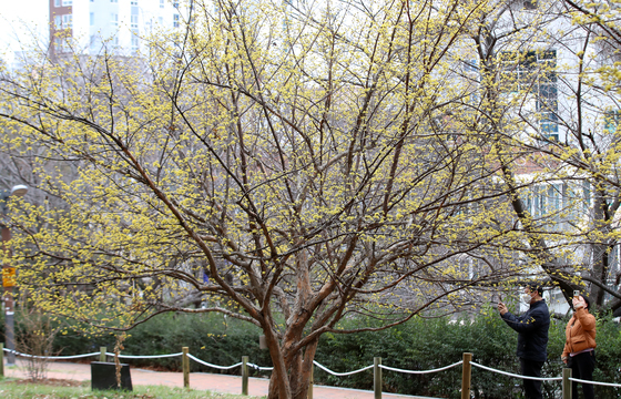 노란 산수유 활짝