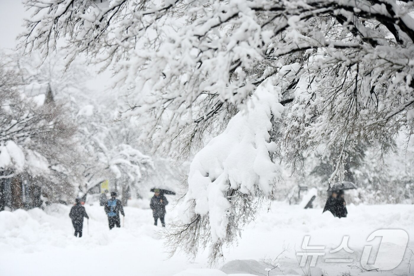 본문 이미지 - 3일 폭설이 내린 강원 속초시 설악산 소공원에 멋진 설경이 연출되고 있다.(속초시 제공, 재판매 및 DB 금지) 2026.3.3 