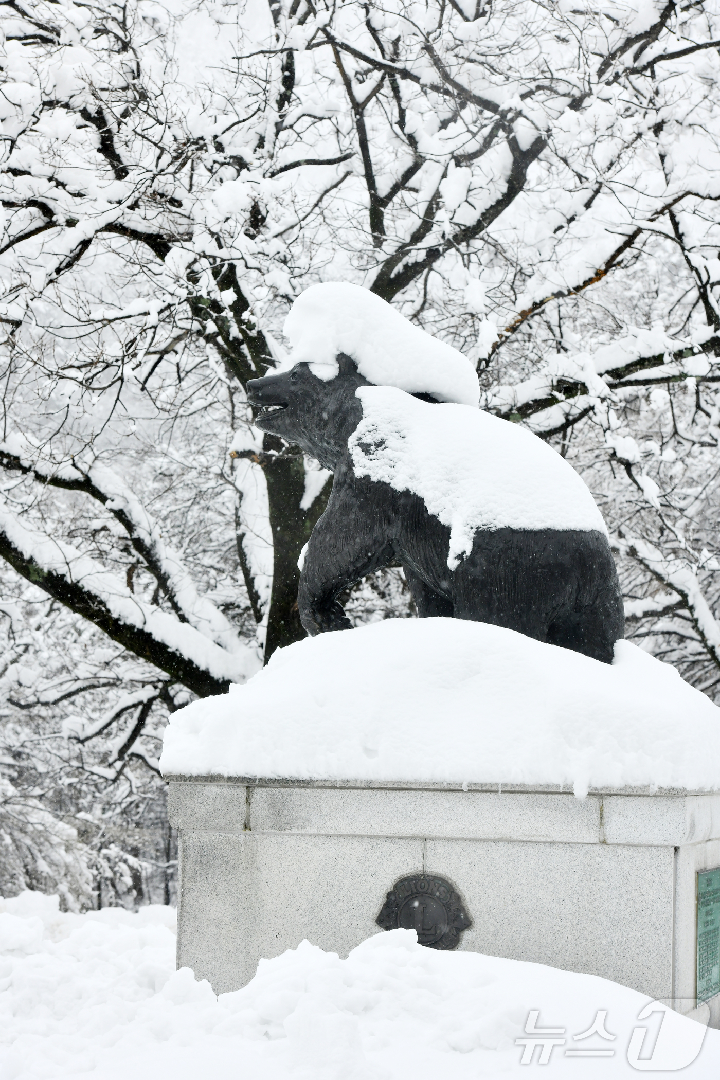 (속초=뉴스1) 윤왕근 기자 = 폭설이 내린 3일 강원 속초시 설악산국립공원 소공원의 반달곰상 머리에 눈이 쌓여 있는 모습이 이채롭다.(속초시 제공, 재판매 및 DB 금지) 202 …