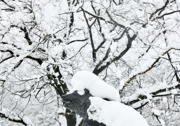 눈이 무거운 설악산 반달곰상