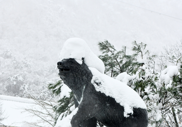 설악산 반달곰상에 내려 앉은 눈