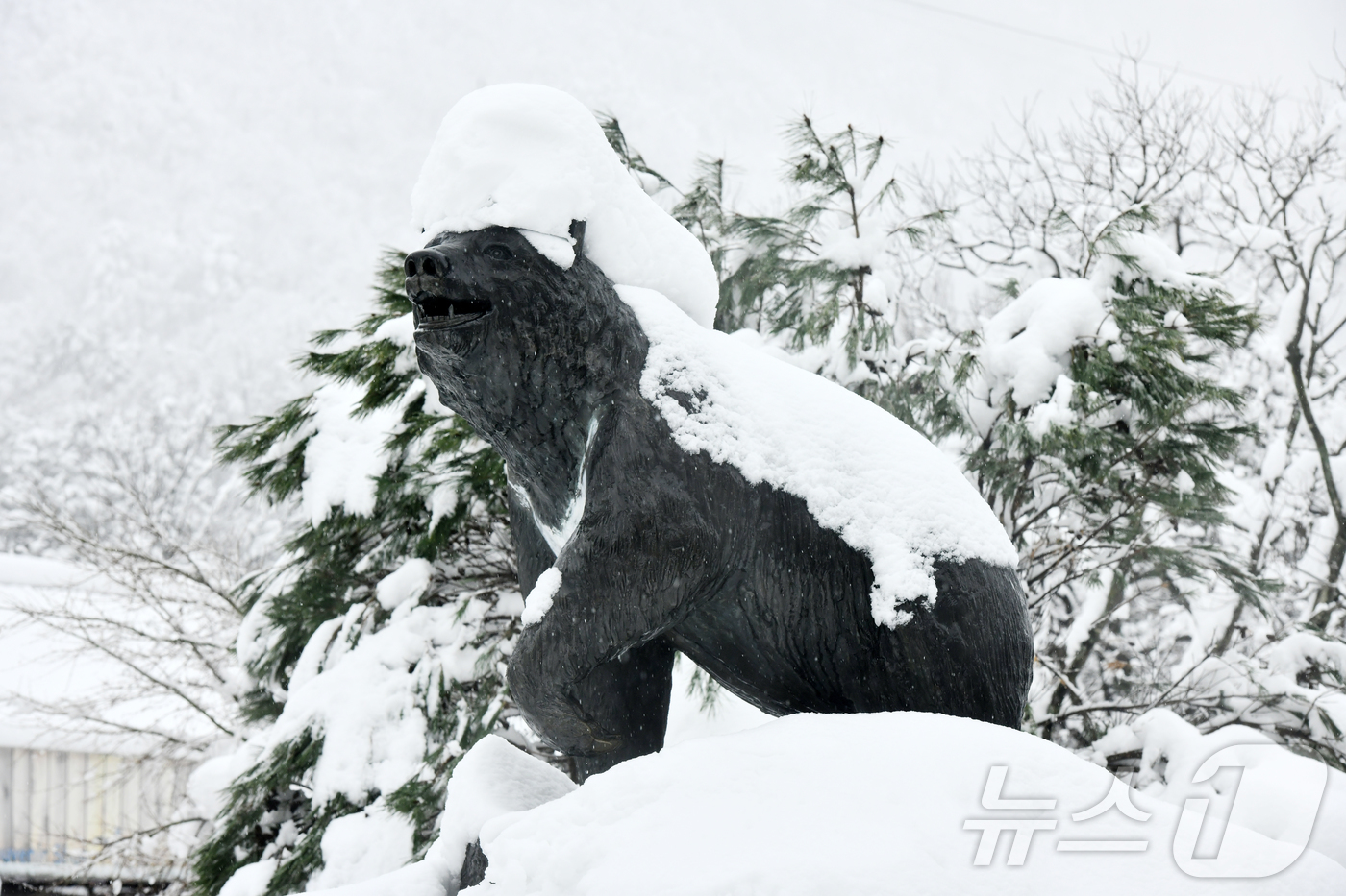 (속초=뉴스1) 윤왕근 기자 = 폭설이 내린 3일 강원 속초시 설악산국립공원 소공원의 반달곰상 머리에 눈이 쌓여 있는 모습이 이채롭다.(속초시 제공, 재판매 및 DB 금지) 202 …