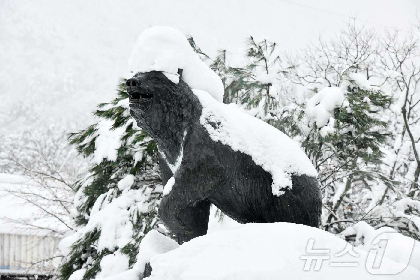 본문 이미지 - 폭설이 내린 3일 강원 속초시 설악산국립공원 소공원의 반달곰상 머리에 눈이 쌓여 있는 모습이 이채롭다.(속초시 제공, 재판매 및 DB 금지) 2026.3.3 