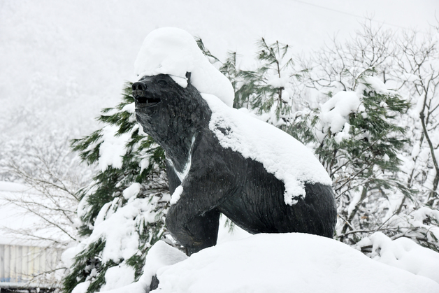 눈이 무거운 설악산 반달곰상