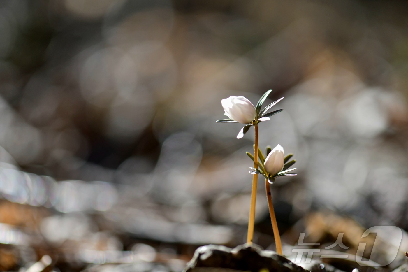 (정읍=뉴스1) 김동규 기자 = 3일 봄의 전령사 변산바람꽃이 내장산국립공원에서 개화했다. 한국 특산종 변산바람꽃은 매년 2월 중순경 꽃망울을 터트리며 가장 먼저 봄 소식을 알리는 …