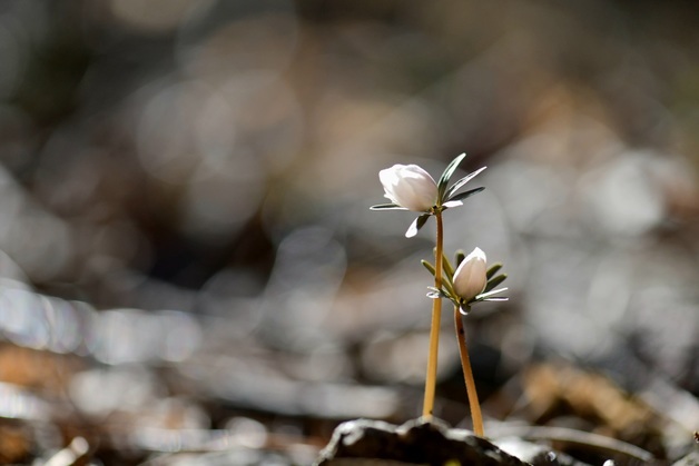 내장산에 개화한 봄의 전령사 '변산바람꽃'