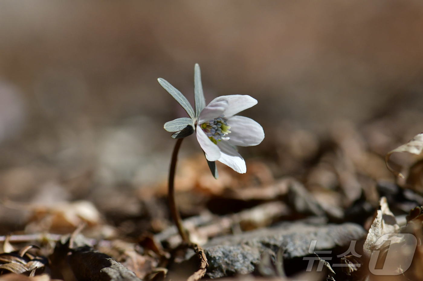 (정읍=뉴스1) 김동규 기자 = 3일 변산바람꽃이 내장산국립공원에서 개화했다. 한국 특산종 변산바람꽃은 매년 2월 중순 꽃망울을 터트리며 가장 먼저 봄 소식을 알리는 야생화 중 하 …