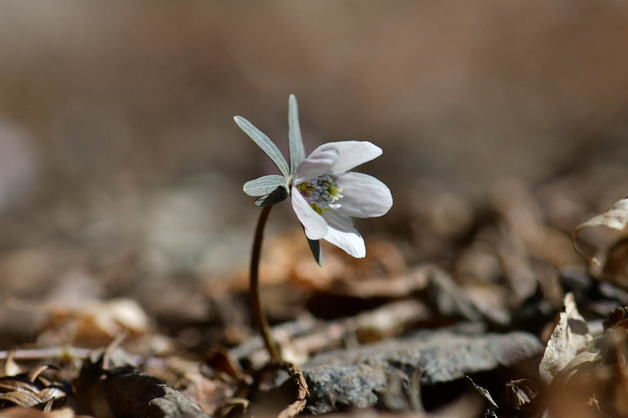 '봄의 전령사' 변산바람꽃 내장산에 개화