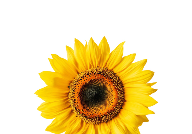 가비엔제이, 3일 리메이크 신곡 '해바라기' 발매…명곡 재해석