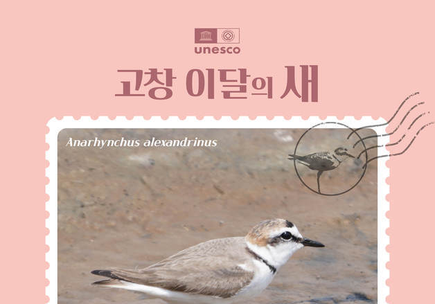 고창군 3월 이달의 새, '흰물떼새' 선정