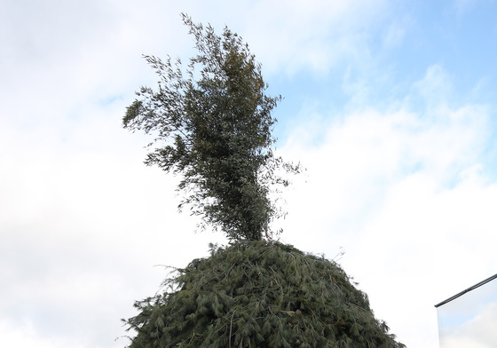 '소원을 말해봐'