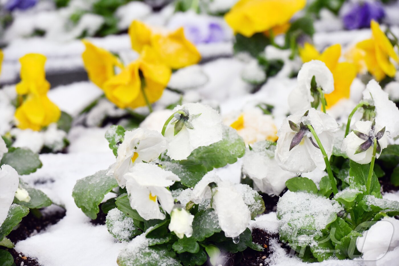 본문 이미지 - 지난  3일 강원 속초시청 입구에 놓인 화분의 봄꽃 위로 눈이 쌓이고 있다.(속초시 제공, 재판매 및 DB 금지) 