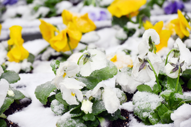 봄꽃에 내려앉은 봄눈