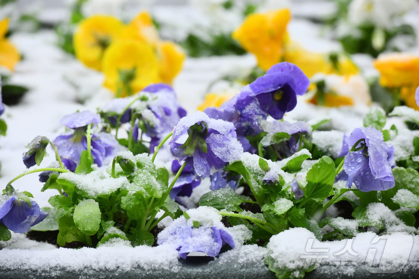 (속초=뉴스1) 윤왕근 기자 = 강원 동해안에 내리던 비가 눈으로 변한 3일 오후 속초시청 입구에 놓인 화분의 봄꽃 위로 눈이 쌓이고 있다.(속초시 제공, 재판매 및 DB 금지) …