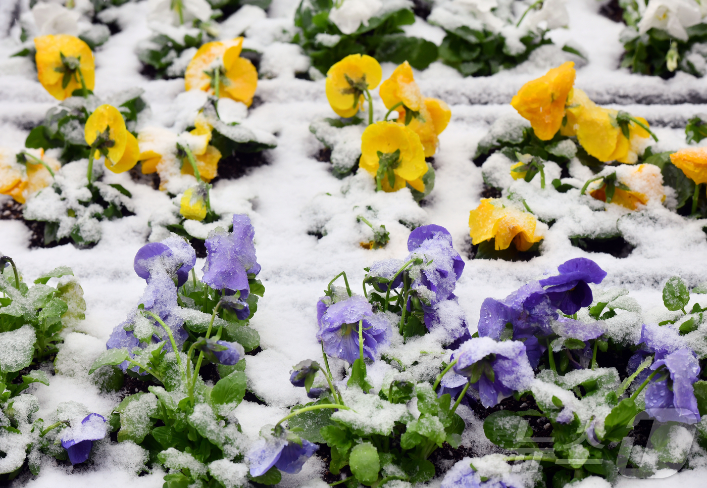 (속초=뉴스1) 윤왕근 기자 = 강원 동해안에 내리던 비가 눈으로 변한 3일 오후 속초시청 입구에 놓인 화분의 봄꽃 위로 눈이 쌓이고 있다.(속초시 제공, 재판매 및 DB 금지) …