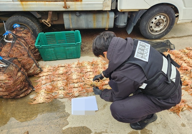 '포획 금지' 암컷 대게 2000마리 불법 보관한 60대 수산업자 입건