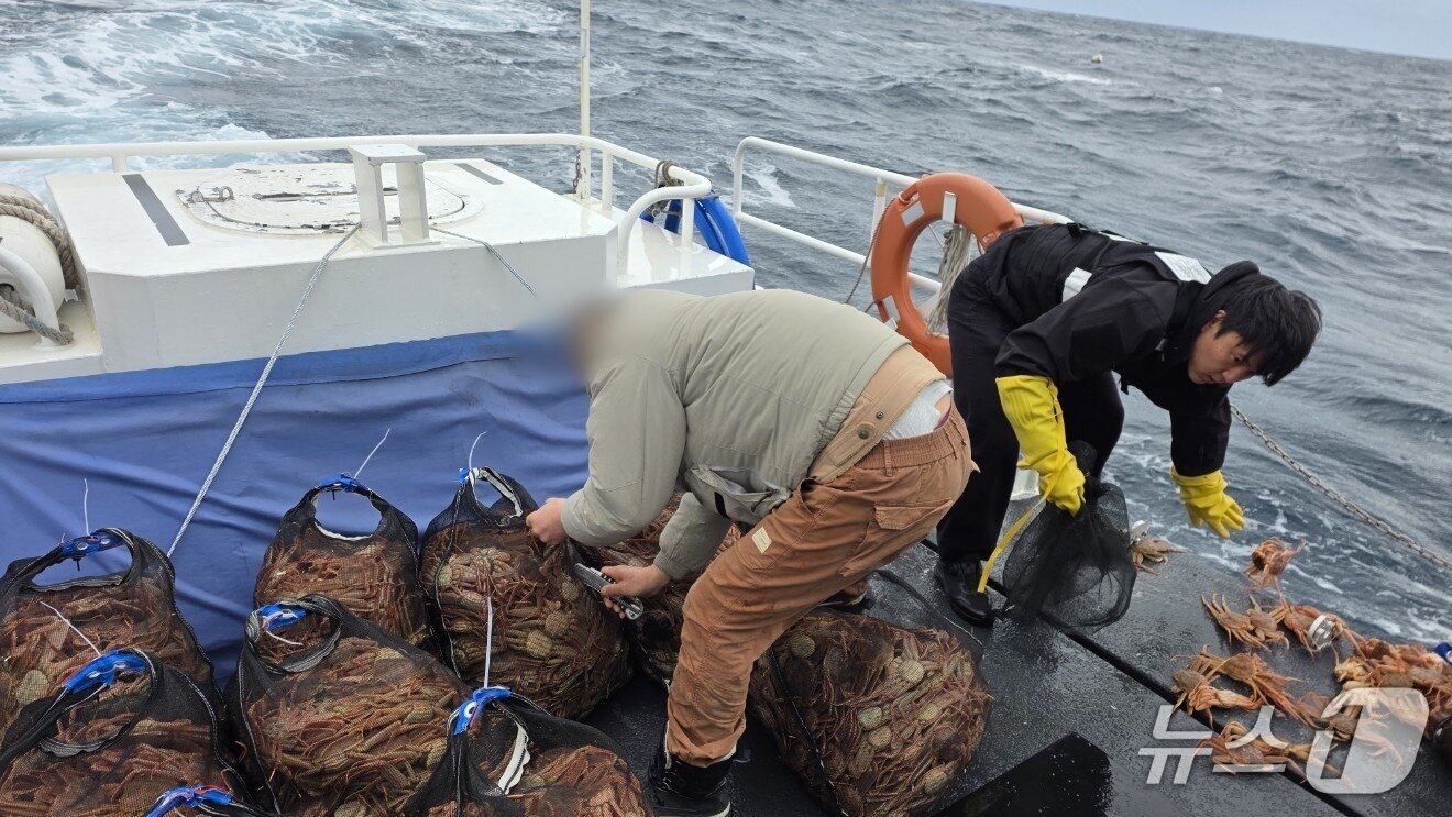 본문 이미지 - 3일 포항해양경찰서 관계자가 압수한 암컷 대게를 해상에 방류하고 있다. (포항해양경찰서제공, 재판매 및 DB금지) 2026.3.3/뉴스1 