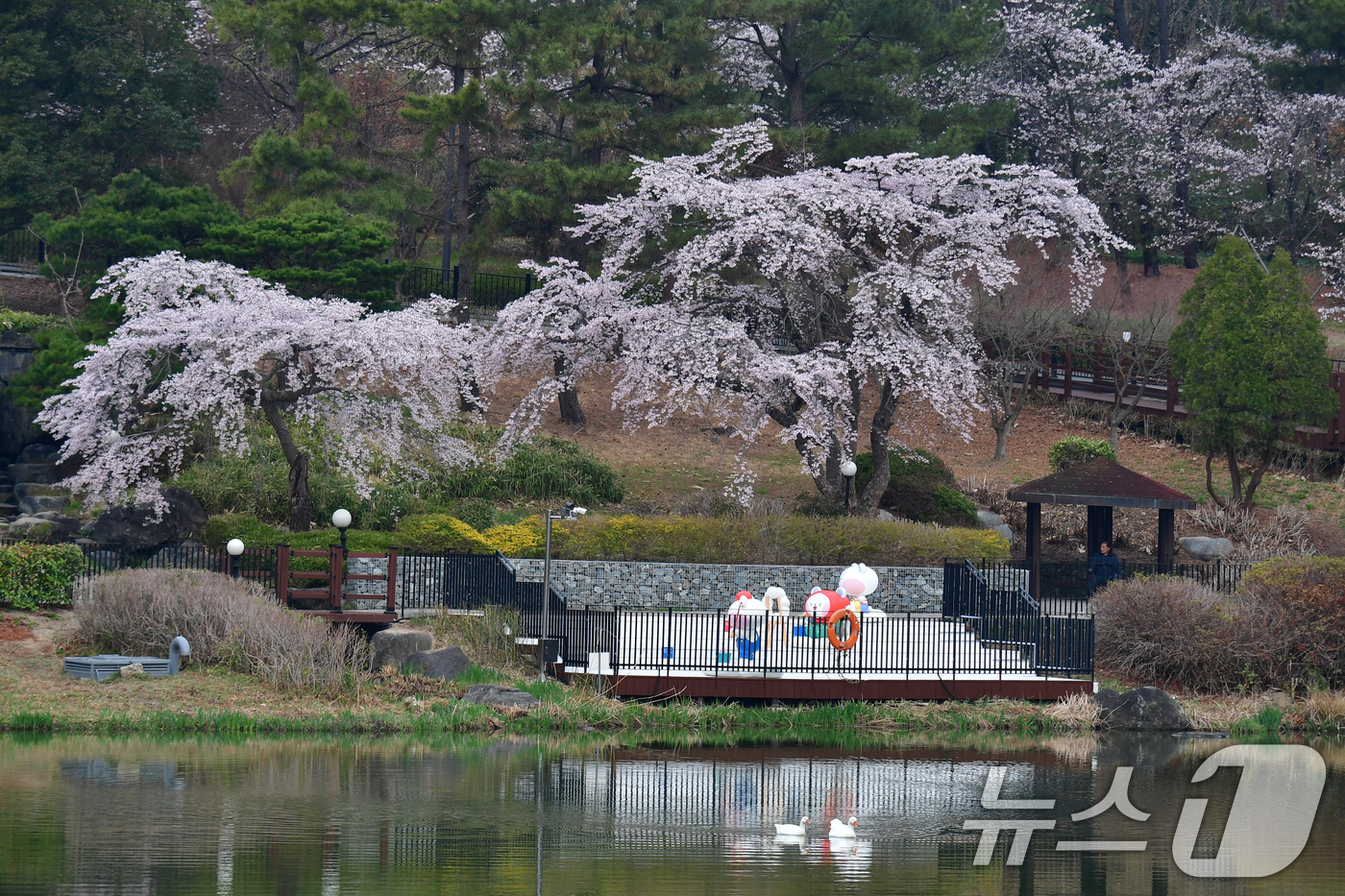 (포항=뉴스1) 최창호 기자 = 30일 경북 포항시 남구 지곡동 영일대호수공원 주변이 만개한 벚꽃향기로 가득하다.  2026.3.30/뉴스1