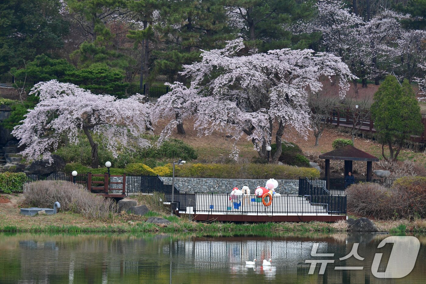 본문 이미지 - 30일 경북 포항시 남구 지곡동 영일대호수공원 주변이 벚꽃향기로 가득하다. 2026.3.30 ⓒ 뉴스1 최창호 기자
