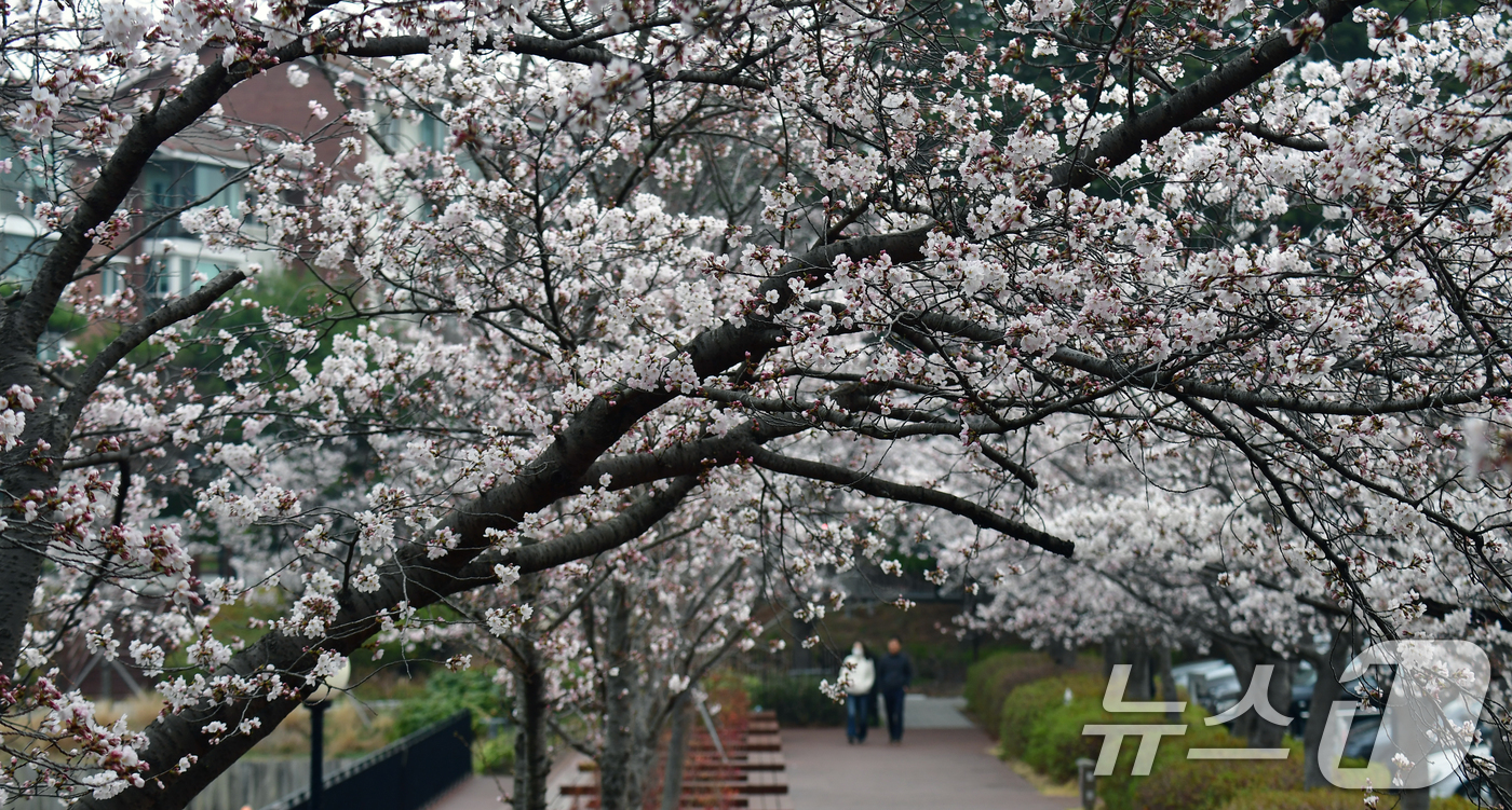 (포항=뉴스1) 최창호 기자 = 30일 경북 포항시 남구 지곡동 영일대호수공원 주변이 만개한 벚꽃향기로 가득하다. 2026.3.30/뉴스1