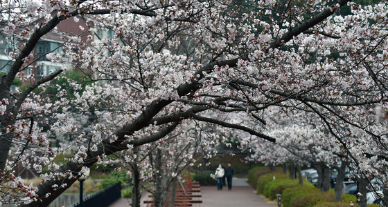 [오늘의 날씨]대구·경북(31일,화)…낮까지 봄비, 최고 13~21도