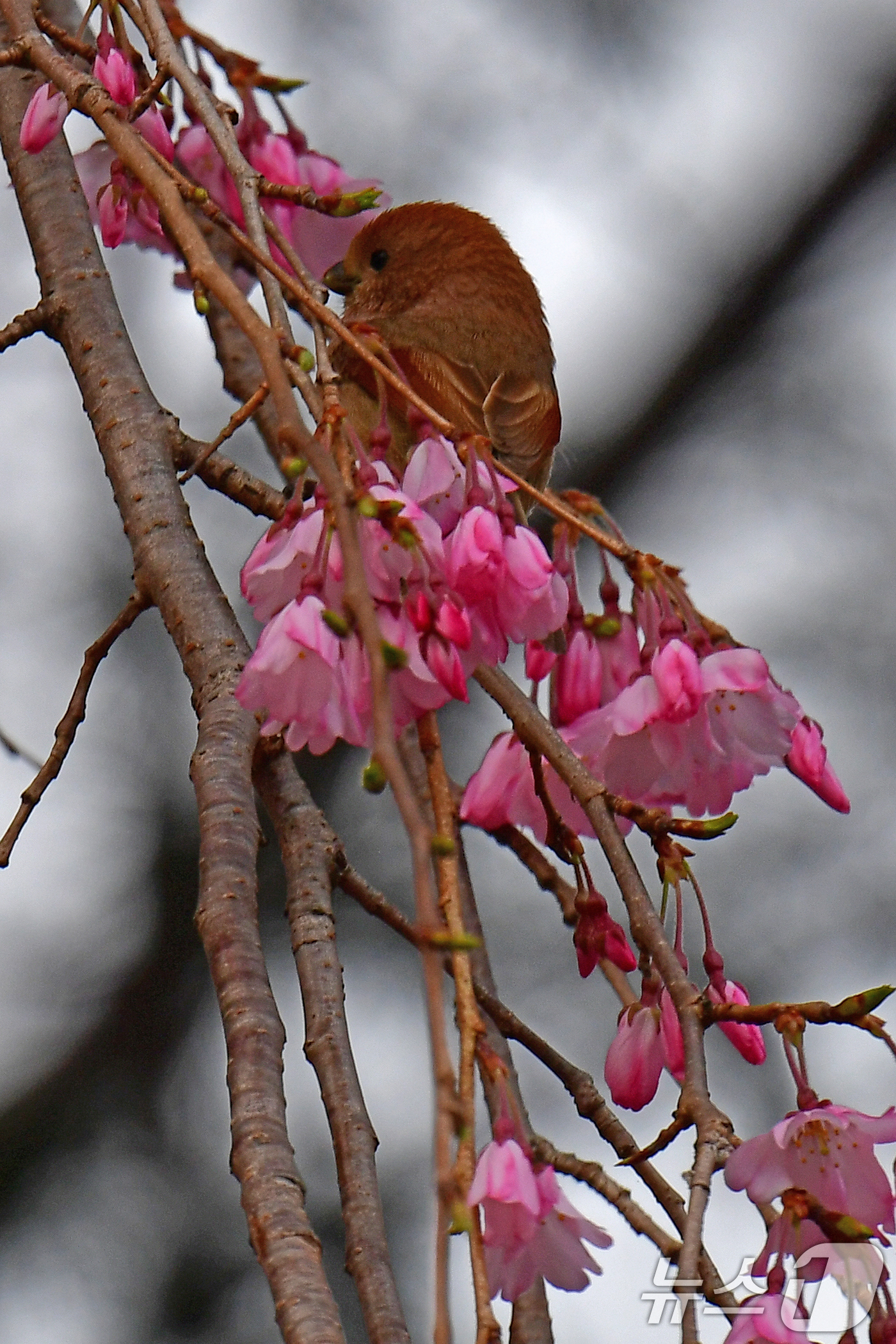 (포항=뉴스1) 최창호 기자 = 30일 경북 포항시 남구 지곡동 영일대호수공원에서 붉은머리 오목눈이 한마리가 활짝 핀 벚꽃으로 날아와 쉬고 있다. 2026.3.30/뉴스1