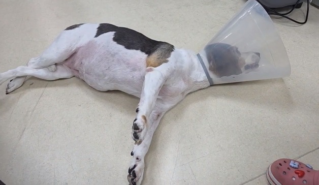 강아지 목 통증, 그냥 넘기면 위험…급성 사지마비 부를 수도