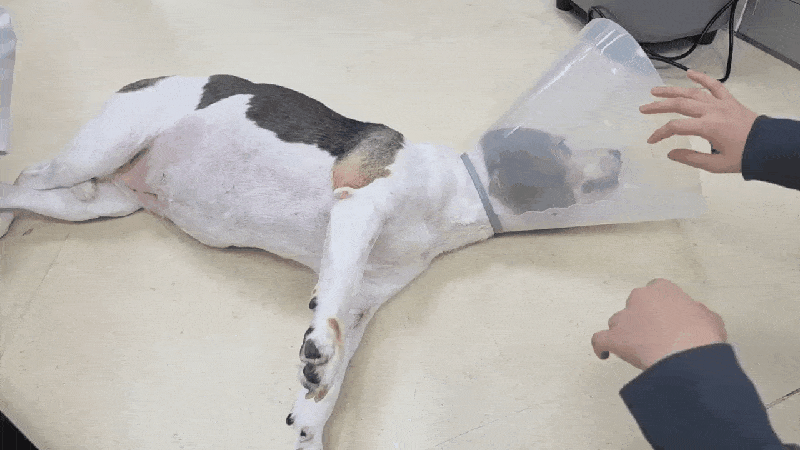 본문 이미지 - 사지마비 증상으로 움직이지 못하던 비글(본동물의료센터 제공) ⓒ 뉴스1