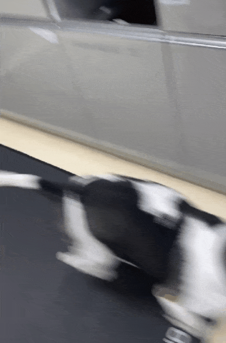 본문 이미지 - 경추 디스크 수술 후 5일차부터 정상적으로 걷는 수준까지 회복된 비글(병원 제공) ⓒ 뉴스1