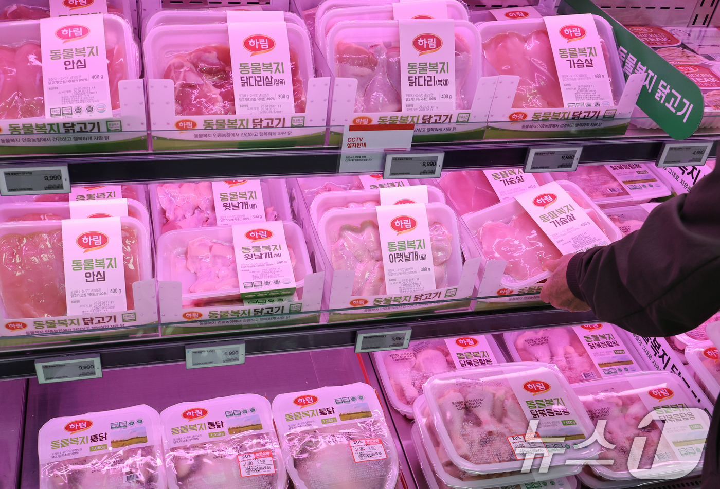 (서울=뉴스1) 안은나 기자 = 고병원성 조류인플루엔자(AI) 확산과 환율 상승으로 인한 사료값 인상 여파로 닭고기 소매가격이 16% 가까이 오른 30일 서울 시내 대형마트를 찾은 …