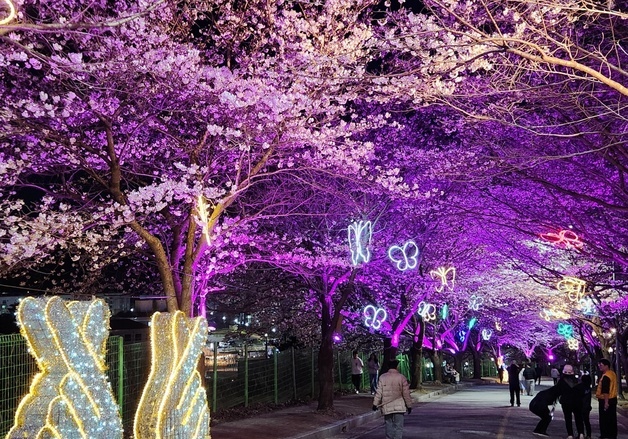 '고창 벚꽃축제' 4월3일 개막…석정 벚꽃길 중심으로 사흘간 열려