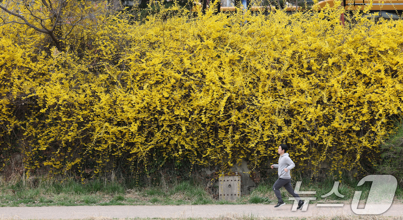 (수원=뉴스1) 김영운 기자 = 낮 최고 기온이 20도 안팎까지 오르며 완연한 봄 날씨를 보인 30일 경기 수원시 영통구 원천리천에서 시민들이 활짝 핀 개나리꽃을 감상하며 봄산책을 …
